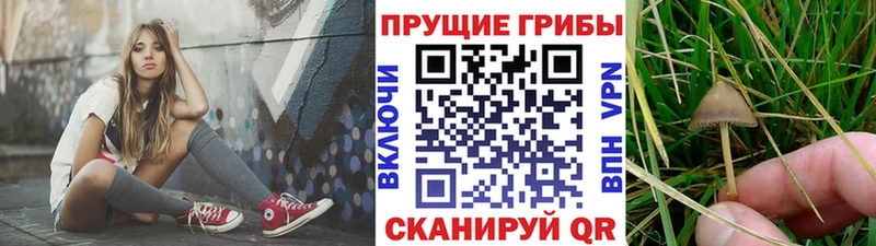 Псилоцибиновые грибы Psilocybe  Купить  Курлово 